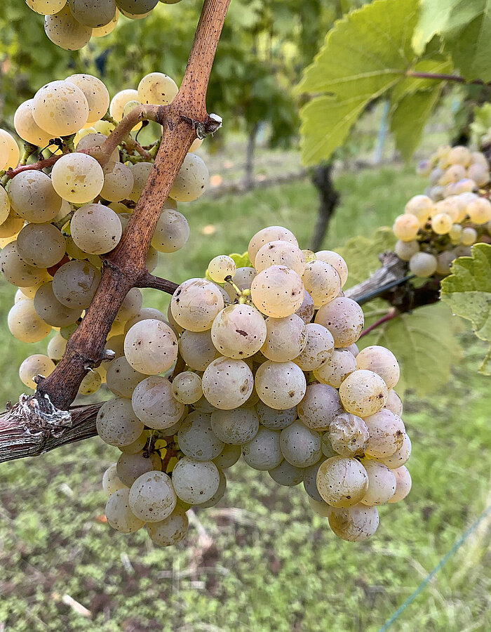 Stimmungsbild aus dem Weinberg