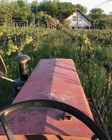 Einblick in die Arbeit im Weinberg und Weinkeller