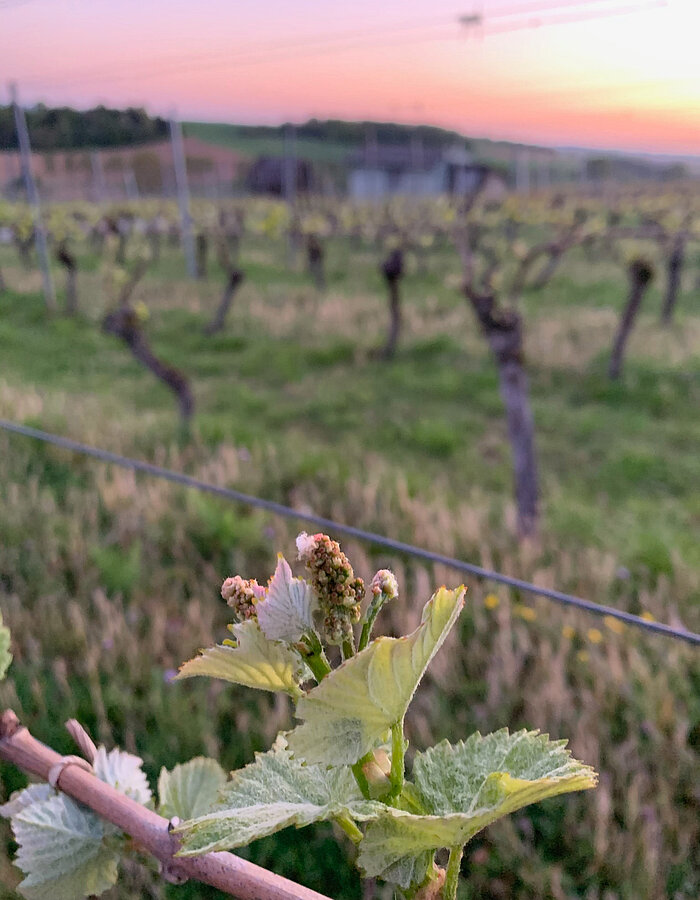 Stimmungsbild aus dem Weinberg
