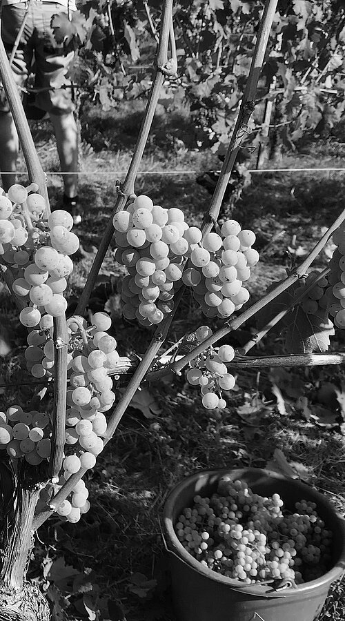 Stimmungsbild aus dem Weinberg