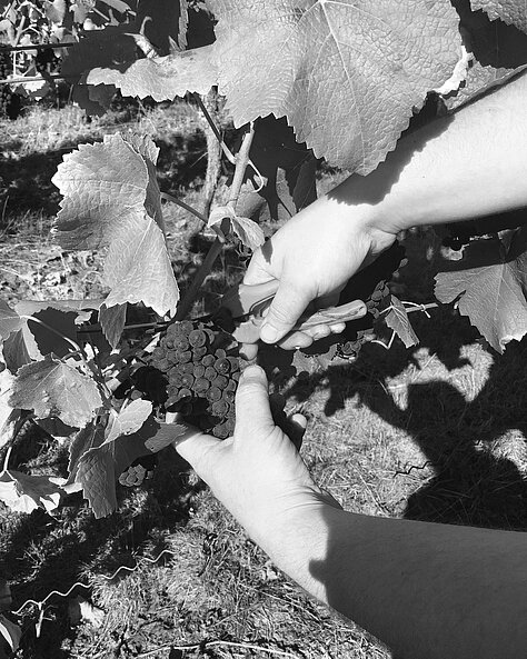Einblick in die Arbeit im Weinberg und Weinkeller