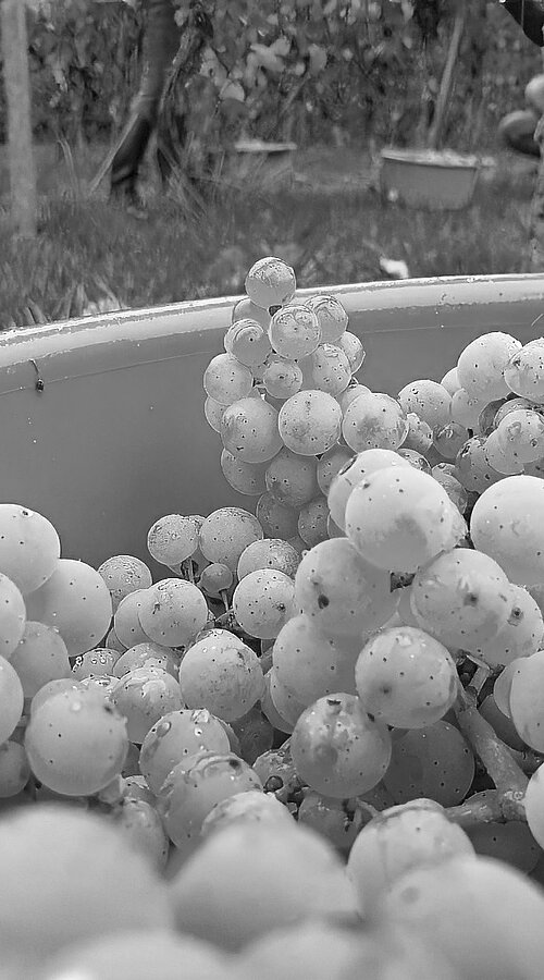 Stimmungsbild aus dem Weinberg