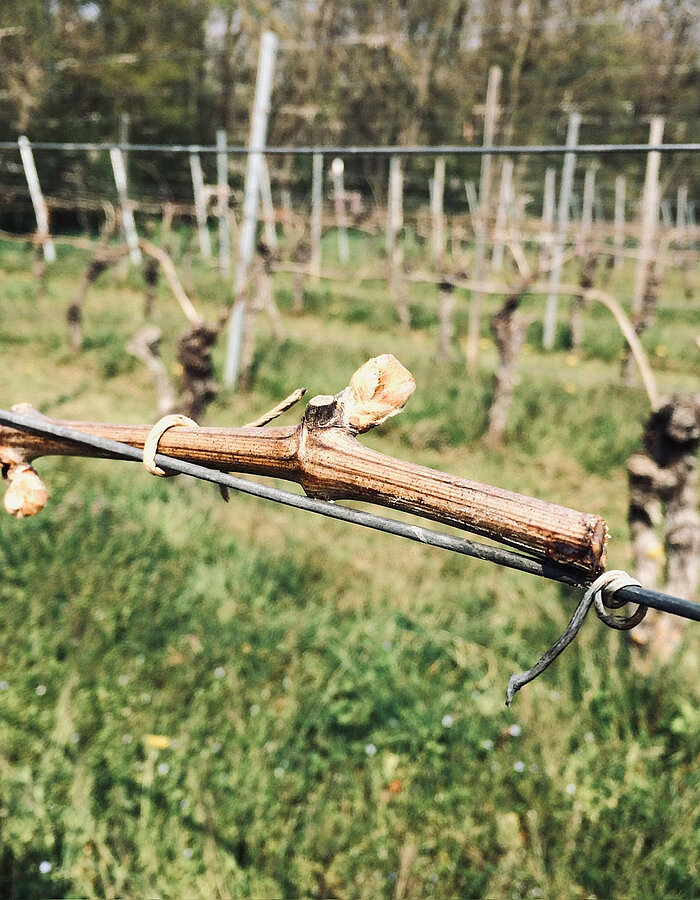 Stimmungsbild aus dem Weinberg
