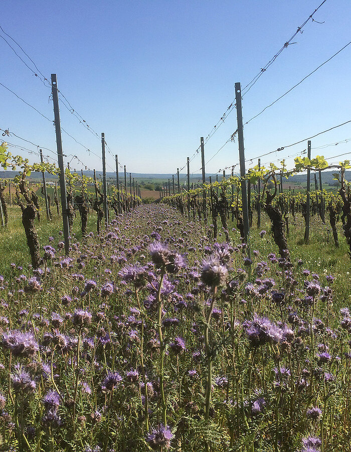 Stimmungsbild aus dem Weinberg