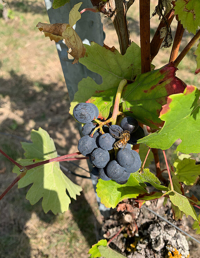 Stimmungsbild aus dem Weinberg